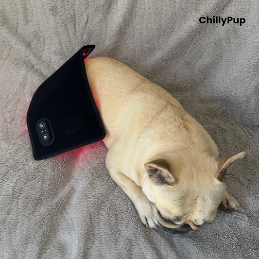 A light-coloured dog (Mila) lying on a grey blanket with a black pet redlight pad wrapped around her lower back. The redlight pad has a control panel and the brand name 'ChillyPup' is visible in the top right corner.
