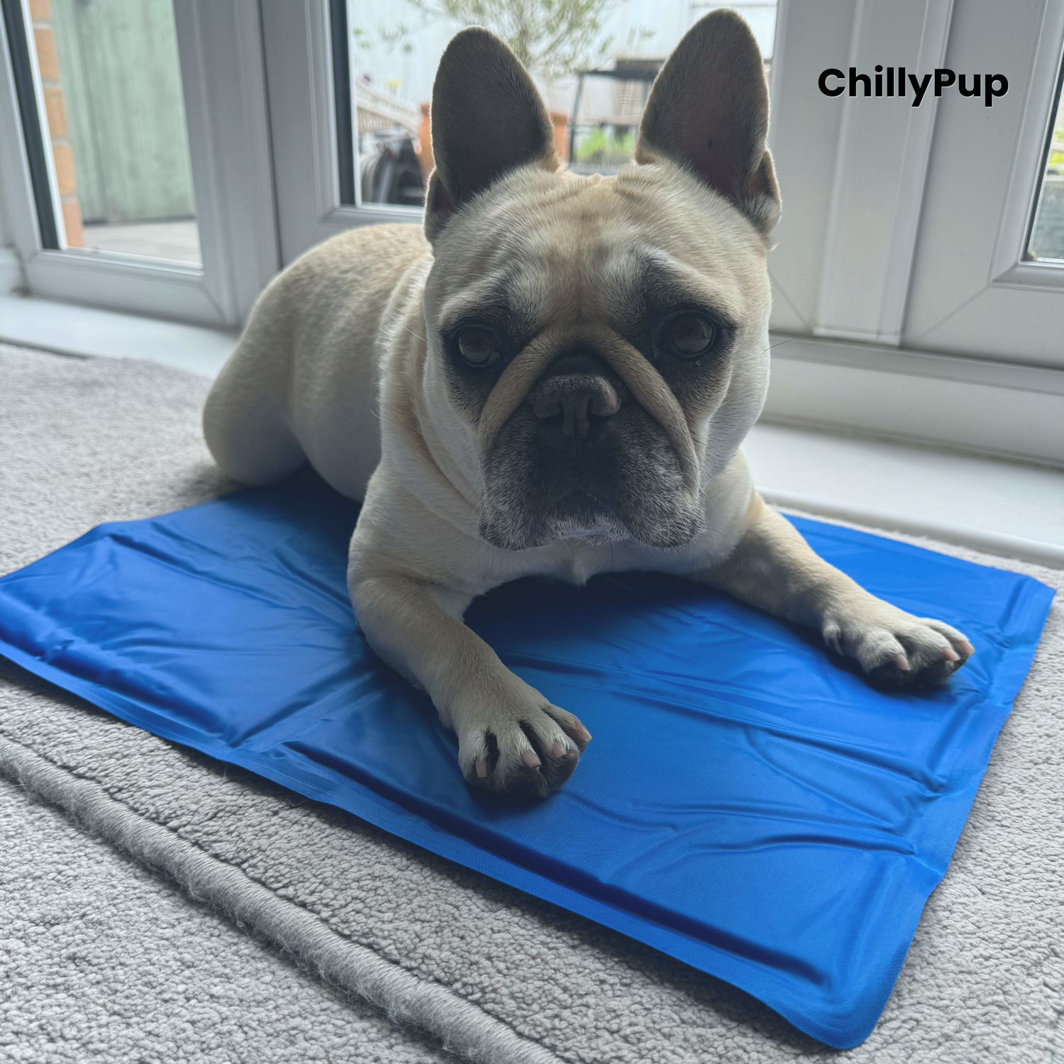 Mila Laying on a blue cooling mat wiht ChillyPup Branding