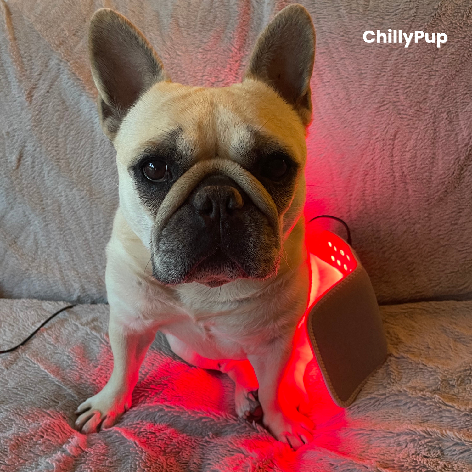 Red Light Therapy for Dogs