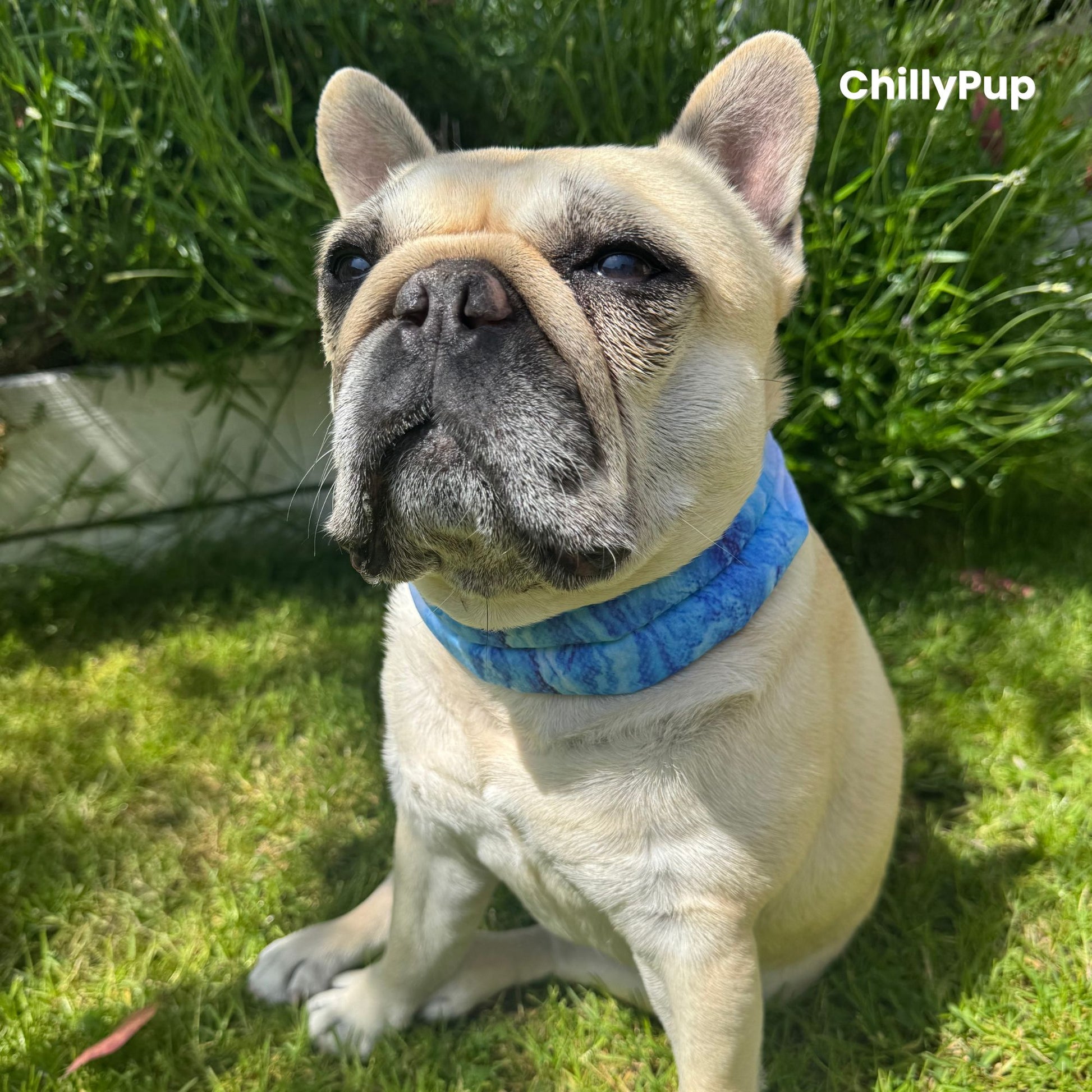Mila wearing a blue gel Bandana sitting on grass with 'ChillyPup' branding.