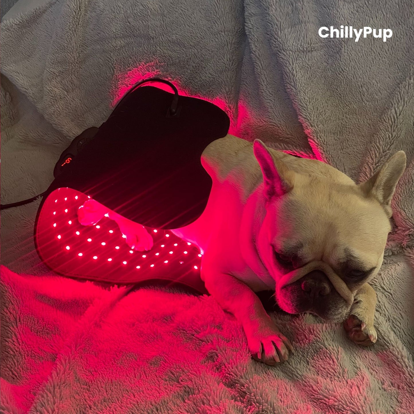 Mila Using large red light therapy pad with Chillypup branding
