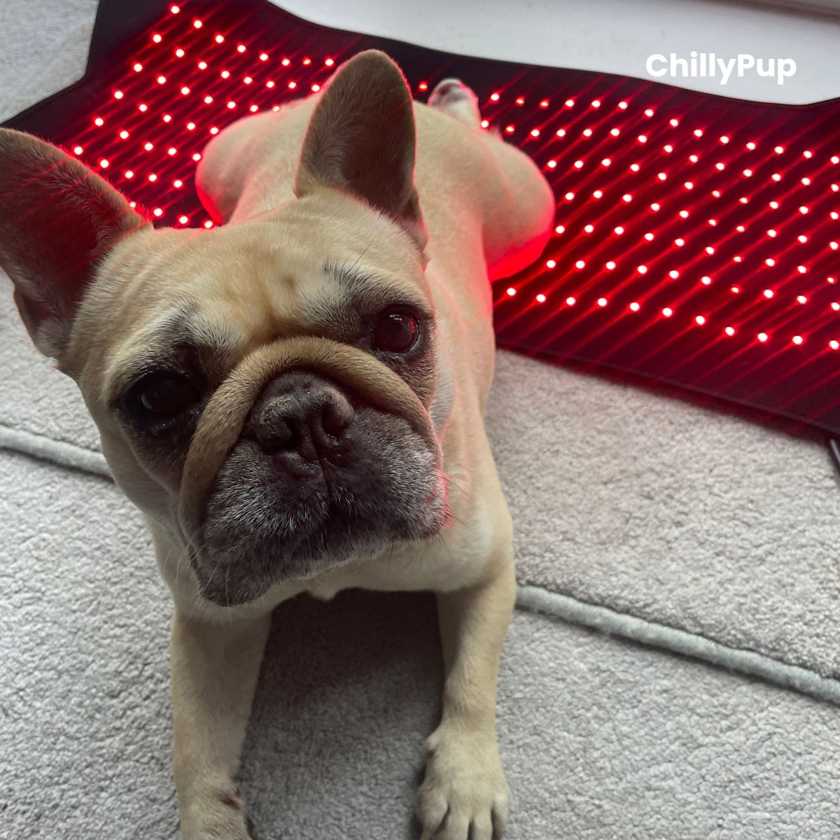 Mila, our French Bulldog, relaxing on a red light therapy pad at home