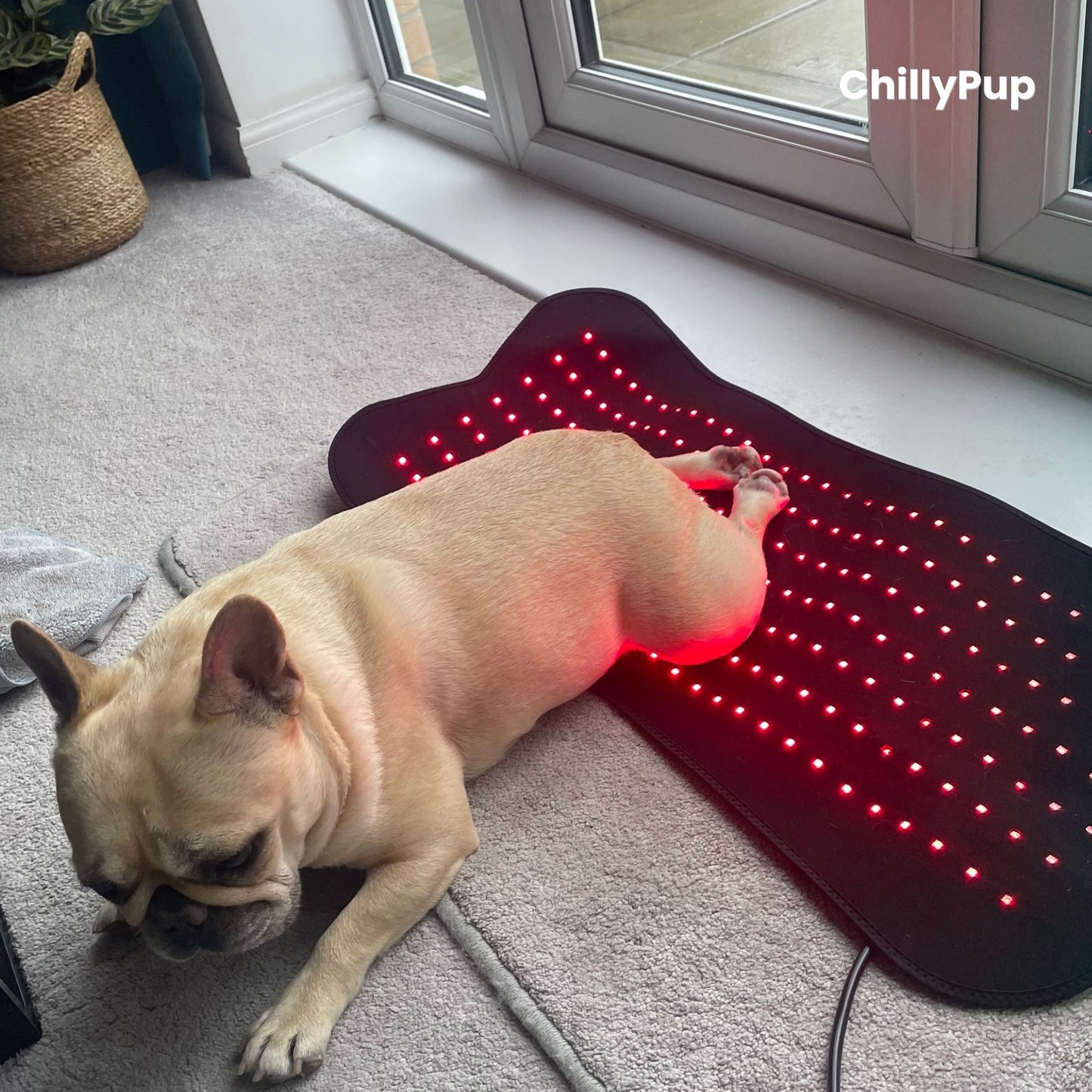 Mila lying on a LED mat with 'ChillyPup' branding in a home setting.
