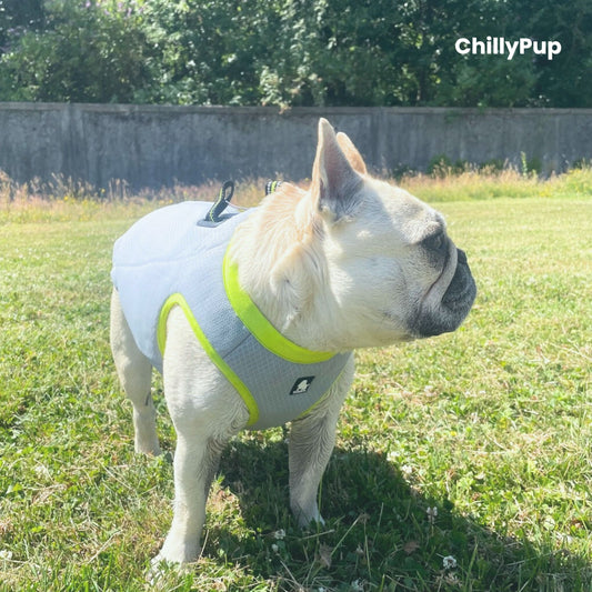 Dog wearing a grey and green cooling jacket on grass.