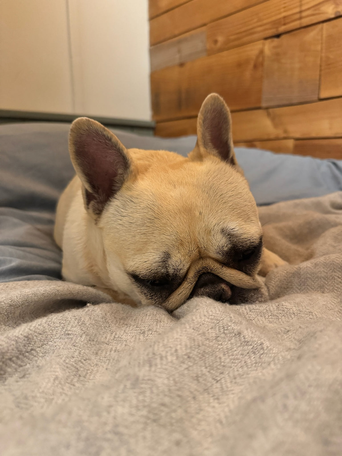 Mila, our French Bulldog