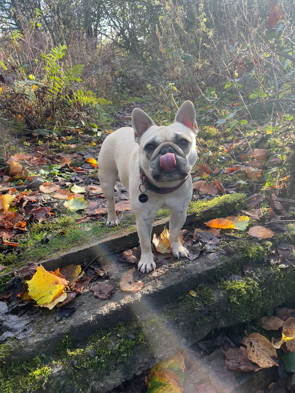 Mila in a forest on a walk