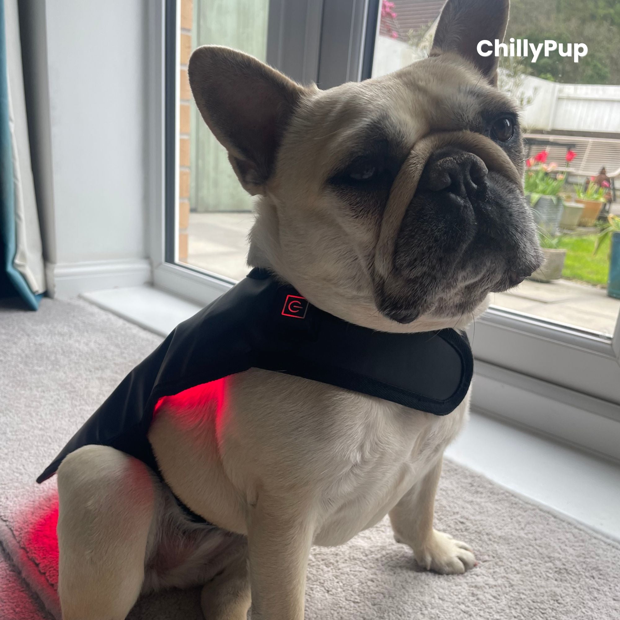 Red Light Therapy Wrap for Dogs, Back and Spinal Support – ChillyPup